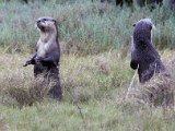 cape clawless otters : frieda